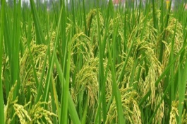 連粳18號(hào)水稻栽培技術(shù)要點(diǎn)，基本苗每畝6萬(wàn)~8萬(wàn)