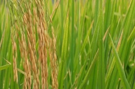 川種優(yōu)3877水稻栽培技術(shù)要點，每畝有效穗數(shù)15.7萬穗