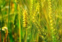 泛麥65小麥栽培技術(shù)要點，每畝適宜基本苗16萬—20萬
