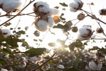 創(chuàng)棉521棉花栽培技術(shù)要點，適宜種植密度15000株/畝