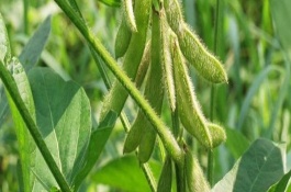 韓豆1號大豆栽培技術(shù)要點(diǎn)，屬中熟品種