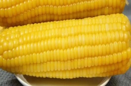 興達(dá)2號玉米栽培技術(shù)要點(diǎn)，2適宜密度