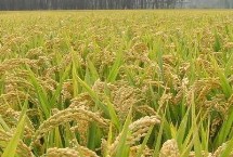 農(nóng)稻618水稻栽培技術(shù)要點，及時防治病蟲草害