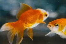 草金魚魚尾爛了可以長好嗎，可能是水質(zhì)太差或腸炎導(dǎo)致的