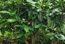 茶葉樹凍后如何恢復(fù)，施肥以多次少許為主