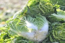 大白菜多少度就會停止生長，-8℃以下便停止生長并會產(chǎn)生凍害