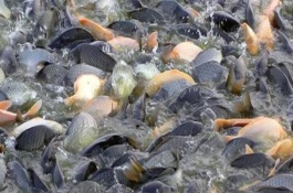 中國哪里的淡水魚產(chǎn)量最大，第一大省為湖北省