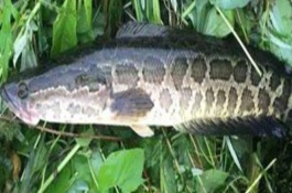 黑魚是不是世界上最臟的魚，鯰魚比黑魚更臟