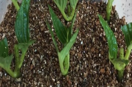 繡球花插在水中能不能存活，在春季4到6月進行為佳