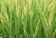 鴻源121水稻栽培技術要點，該品種主莖12片葉