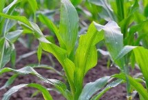 金蘋果雙色7號玉米栽培技術(shù)要點，4月中下旬播種