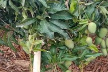 芒果在北方能否盆栽，開花期要提供充足的水分