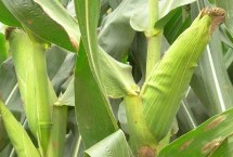 金博士908玉米栽培技術(shù)要點(diǎn)，畝種植密度6500株