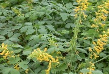 黃連種幾年可以收獲，一般為5至6年