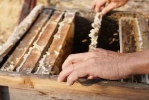 制作蜂箱的注意事項(xiàng)，一般可使用杉木、松木、桐木等木材作為材料