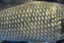魚(yú)有眼皮嗎，但具有“淚膜”