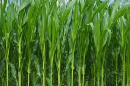 大民707玉米栽培技術(shù)要點，中抗彎孢菌葉斑病5MR