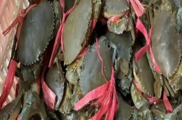 膏蟹和大閘蟹哪個(gè)更好吃，兩個(gè)各有千秋