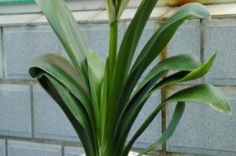 君子蘭不能送人的原因，對(duì)環(huán)境的要求較高、隨意贈(zèng)送會(huì)造成麻煩