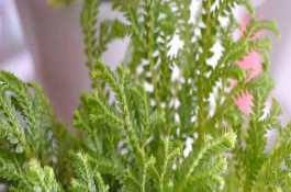 翠云草有沒有毒，是沒有任何毒性成分的植物