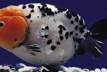 養(yǎng)蘭壽用不用撒鹽，缺氧時(shí)需補(bǔ)充氧氣