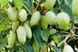 種植橄欖能不能賺錢，畝產(chǎn)值通?？沙^1萬元