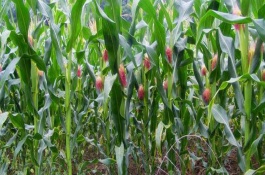 齊豐688玉米栽培技術(shù)要點(diǎn)，中抗絲黑穗病5.4%MR