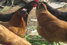 綠殼蛋雞吃什么飼料，是我國具有一定特色的雞品種