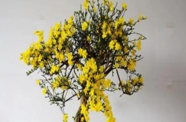 迎春花的養(yǎng)殖注意事項(xiàng)，適宜生長在10-25℃左右的環(huán)境