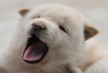 怎么訓(xùn)練臘腸犬，平時要定期飼喂煮熟的肉食