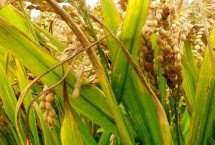 淮粳801水稻栽培技術(shù)要點，每畝用種量3~4公斤