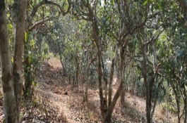 茶樹可以移植盆里嗎，適宜在春秋兩季進行
