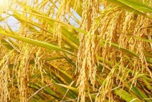圳兩優(yōu)2018水稻栽培技術要點，每畝栽插5萬穴左右