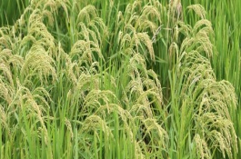 荃優(yōu)金24號水稻栽培技術要點，秈型三系雜交水稻品種