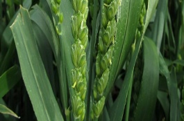 津強(qiáng)9號(hào)小麥栽培技術(shù)要點(diǎn)，春性品種