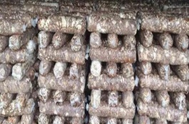香菇菌棒轉(zhuǎn)色的條件，水分極為重要