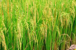 福龍兩優(yōu)1402水稻栽培技術(shù)要點(diǎn)，全生育期136.8天