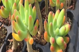 八千代的施肥方式，生長期間每個月追施一次肥料