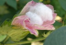 鹽棉39棉花栽培技術(shù)要點，播種后出苗前化學除草