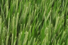存麥8號(hào)小麥栽培技術(shù)要點(diǎn)，與對(duì)照品種周麥18熟期相當(dāng)