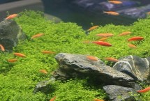 魚缸怎樣保持弱酸性水，可以給魚缸充氧