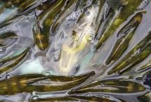 黃骨魚(yú)的特點(diǎn)，有毒但毒性并不強(qiáng)