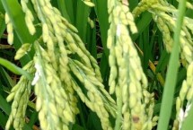陵7優(yōu)558水稻栽培技術(shù)要點(diǎn)，全生育期150天