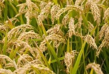 中秈138水稻栽培技術(shù)要點，全生育期129.6天