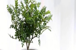 胡椒木放室內(nèi)有沒有毒，放在有一定光線的位置養(yǎng)護