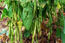 中渦30大豆栽培技術(shù)要點(diǎn)，全生育期102天左右