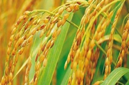 雜交水稻種如何辨別真?zhèn)?，代表我國人民徹底擺脫了饑餓