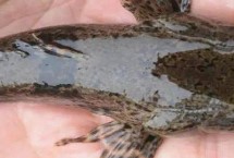 呆子魚的價(jià)值，通常指沙塘鱧、也叫土才魚