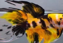 泰國斗魚和小型魚混養(yǎng)的注意事項，在饑餓狀態(tài)下會吃掉小魚