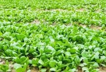 冬天青菜何時澆水施肥，需要選擇顆粒飽滿且無病蟲害的種子